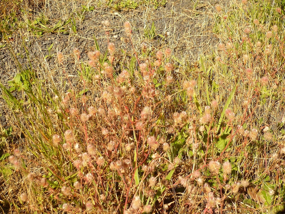 Trifolium arvense var. gracile (Fabaceae)